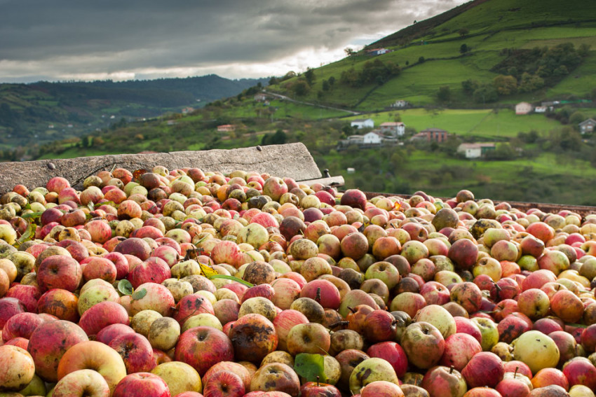 Hoy finaliza una cosecha larga y con muy buena calidad Hoy finaliza una cosecha larga y con muy buena calidad